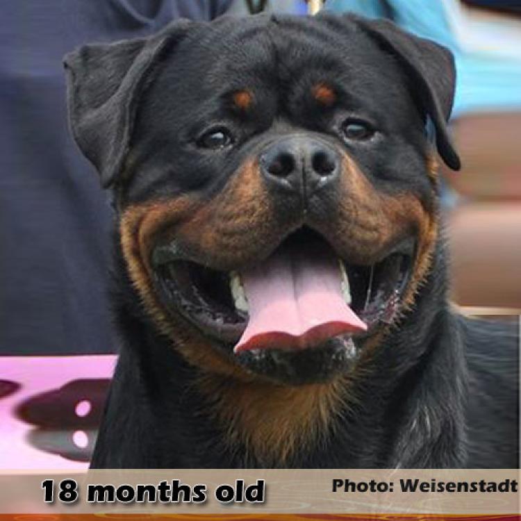 Rottweiler.  Ch. Jerry Lee Van Gorgar.