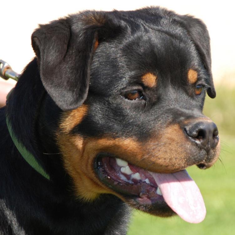 Rottweiler. Ella Zara Cro Rott.