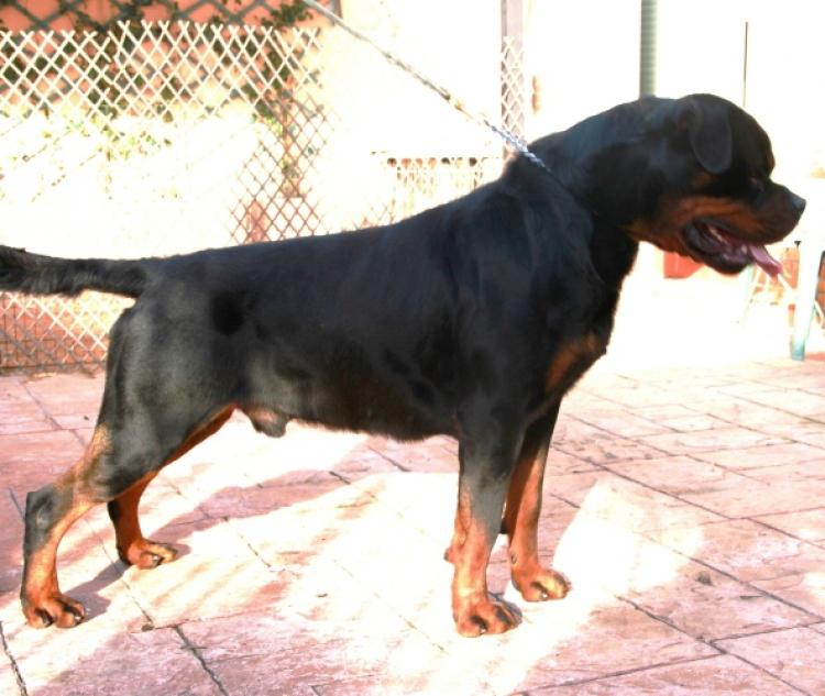 Rottweiler.  Ch. Jerry Lee Van Gorgar. Rottweiler.  Ch. Jerry Lee Van Gorgar.