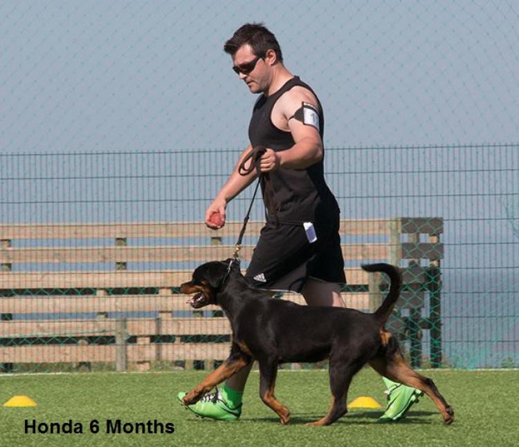 Rottweiler. Honda I De Breogan.