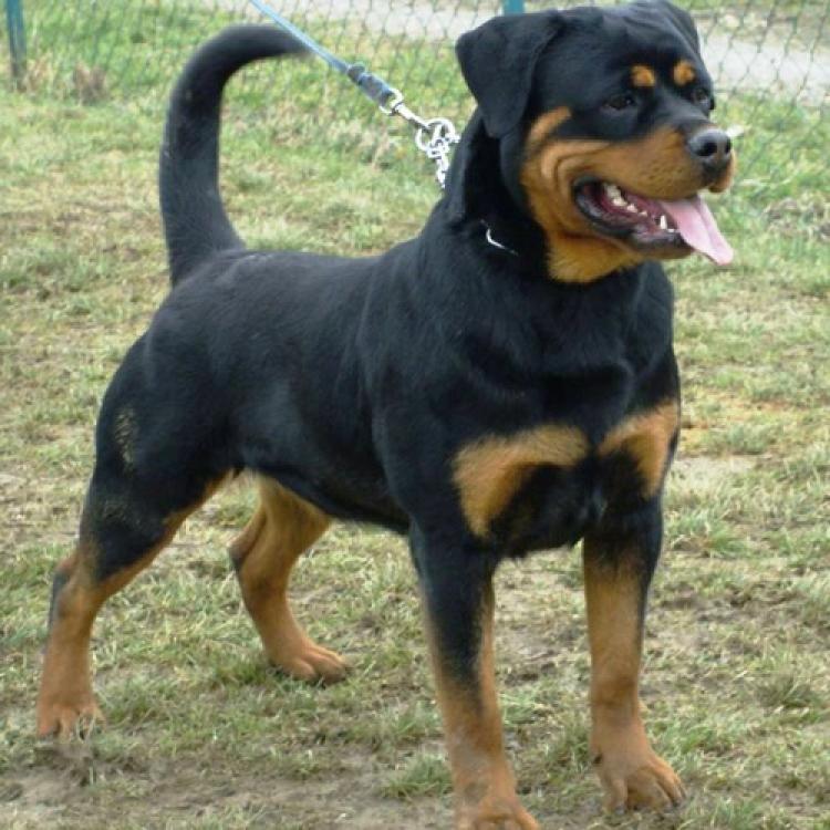 Rottweiler. Carera Of Nicola´s Lion.
