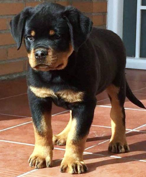 Rottweiler. Yeko De Breogan.