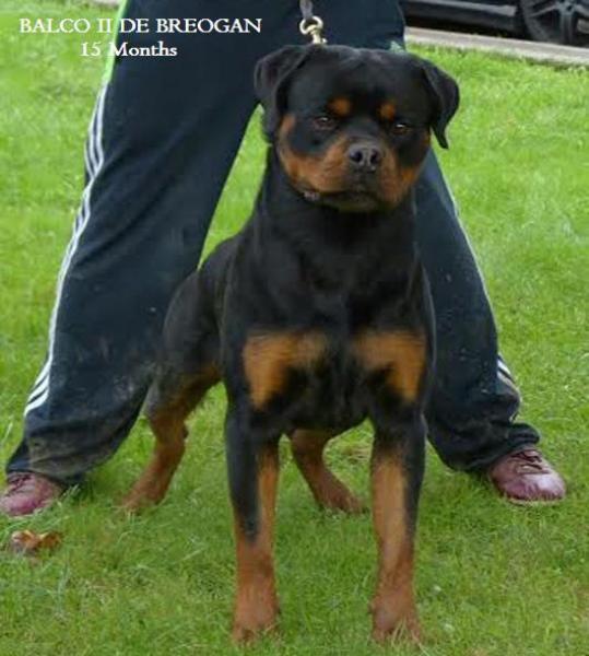 Rottweiler.  Ch. Balco De Breogan.