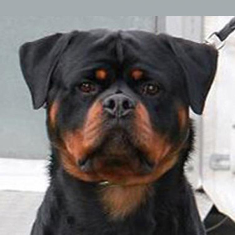 Rottweiler.  Ch. Hero Von Der Tomberger Hohe.
