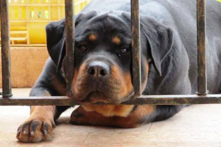 Rottweiler. Daika I De Breogan.