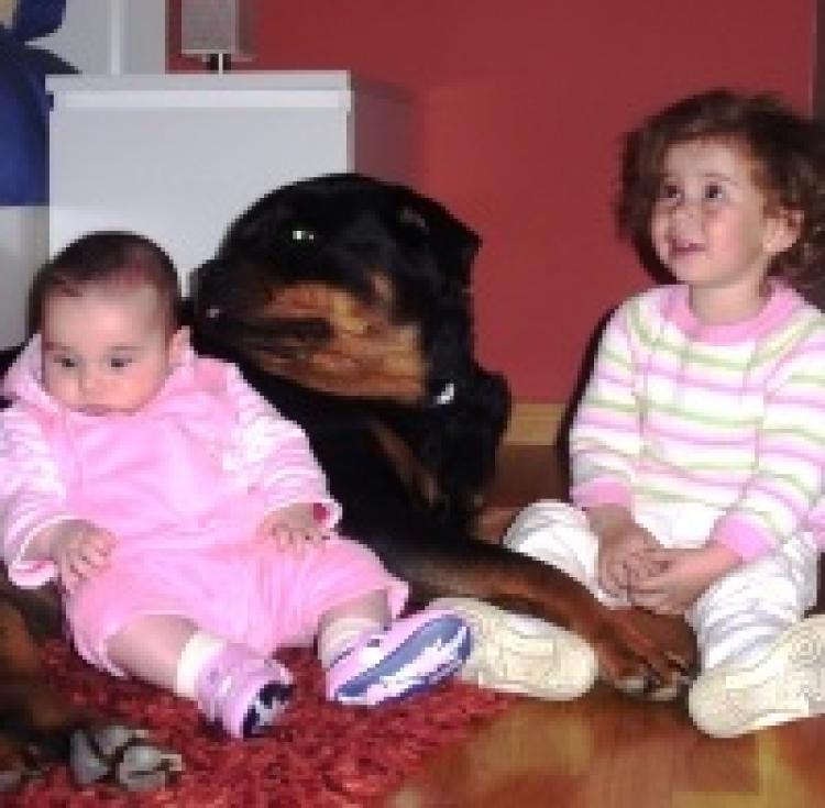 Cómo criamos a nuestros Rottweilers Rottweiler. Cómo criamos a nuestros Rottweilers Rottweiler.