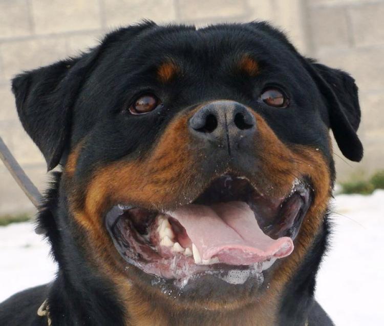 Rottweiler. Dona Of Nicola´s Lion.