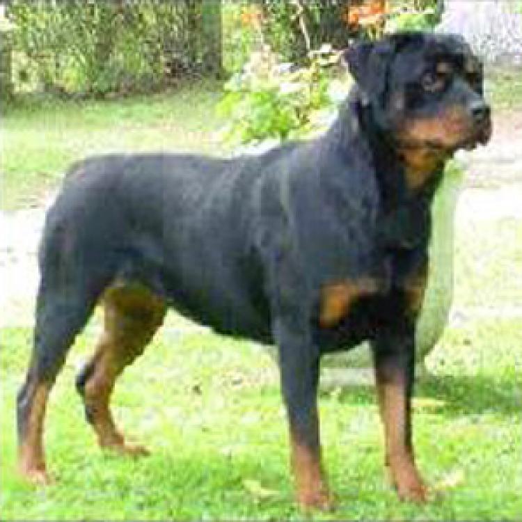 Rottweiler.  Ch. Java De Breogan.