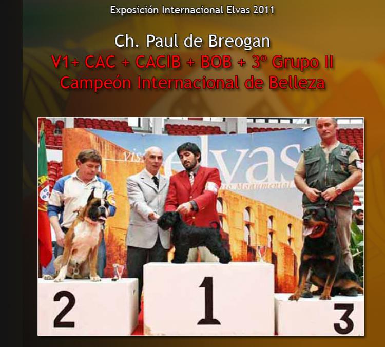 Noticias sobre Paul de Breogan en Portugal y Francia Rottweiler. Ch. Paul de Breogan.