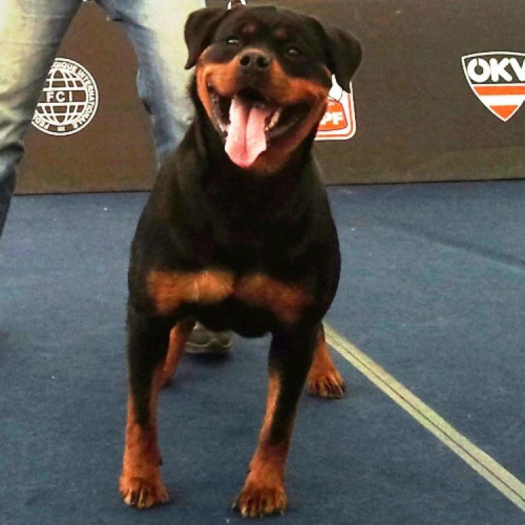 Rottweiler.  Ch. Xevia De Breogan.