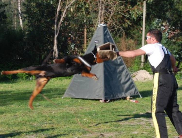 TÃtulos obtenidos por nuestros perros Rottweiler.  Ch. Marko De Breogan. TÃtulos obtenidos por nuestros perros Rottweiler.  Ch. Marko De Breogan.
