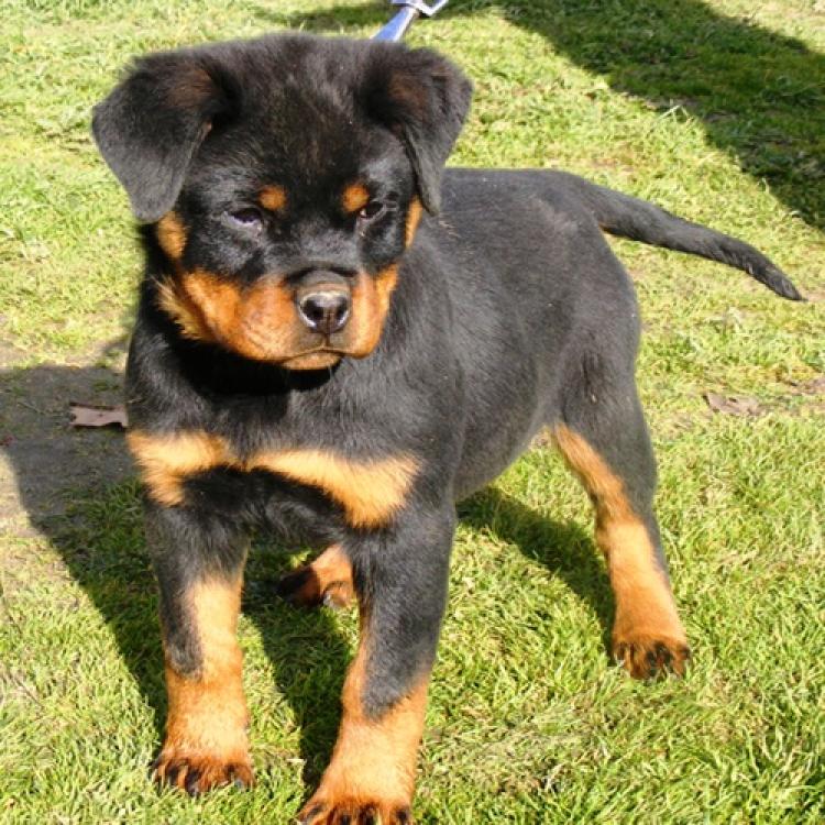 Rottweiler. Daxi De Breogan.