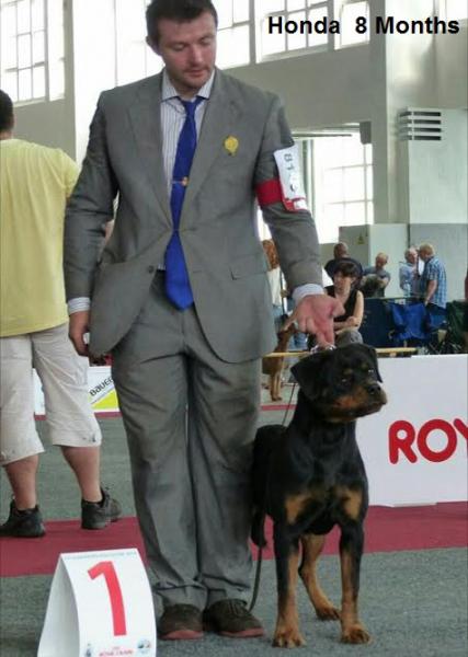 Rottweiler. Honda I De Breogan.