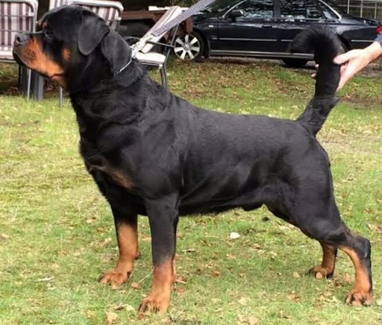 Rottweiler.  Ch. Rolf Darel.