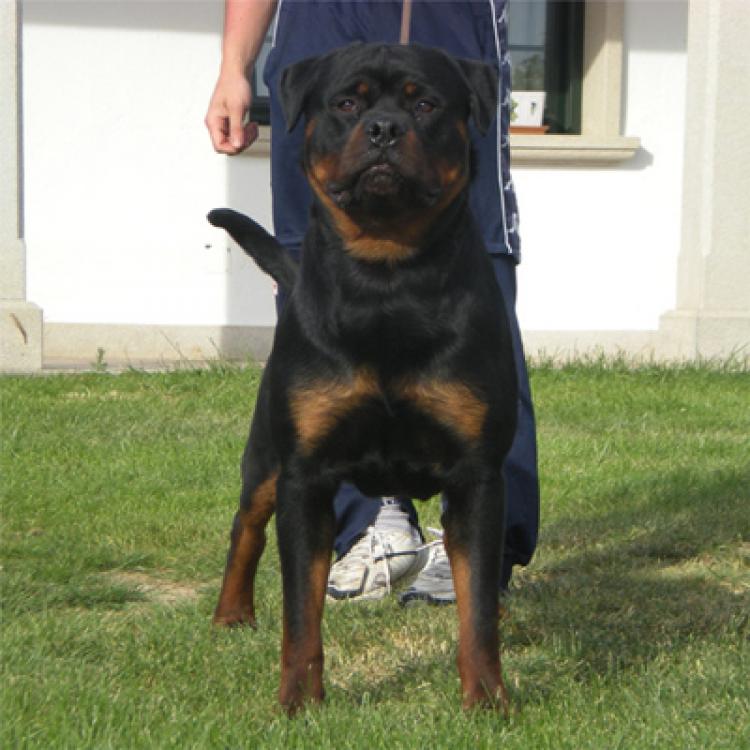 Rottweiler.  Ch. Indio De Breogan.