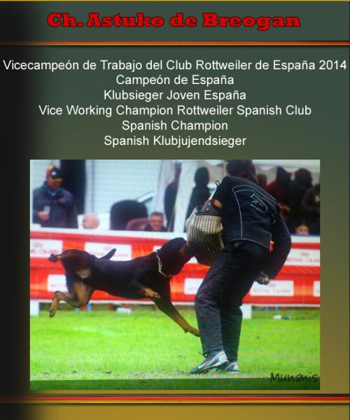 Rottweiler. Ch. Astuko de Breogan. Rottweiler. Ch. Astuko de Breogan.
