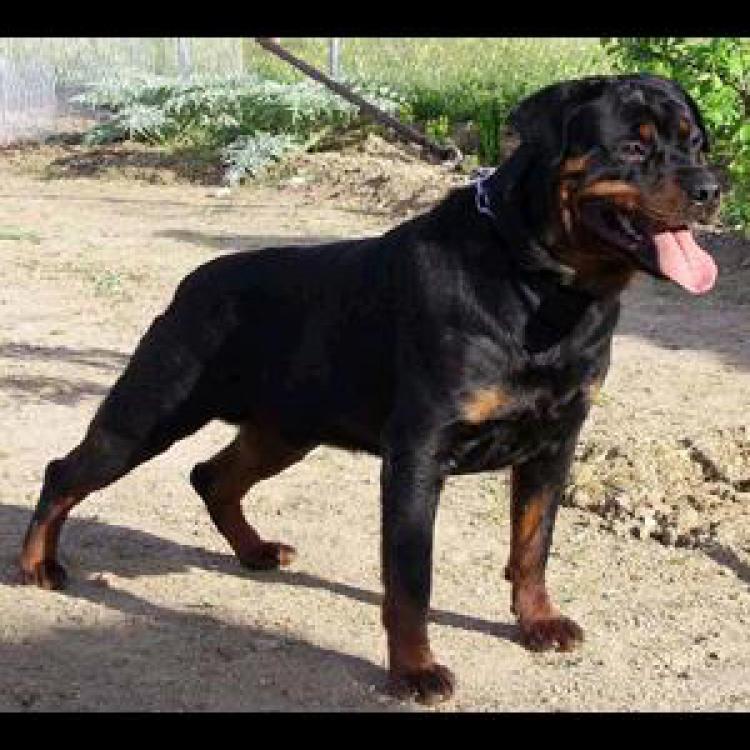Rottweiler.  Ch. Queco De Breogan.
