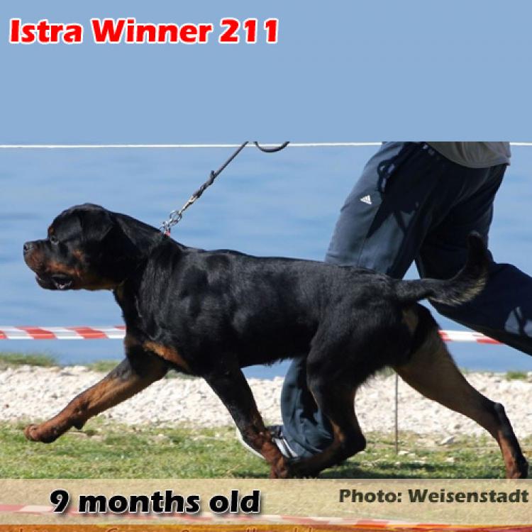 Rottweiler.  Ch. Jerry Lee Van Gorgar.
