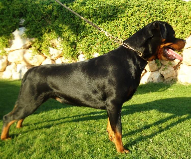 Rottweiler. Jossy de Breogan. Rottweiler. Jossy de Breogan.