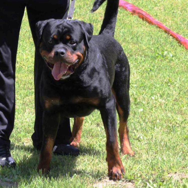 Rottweiler. Rocky Von Steintor Rott.