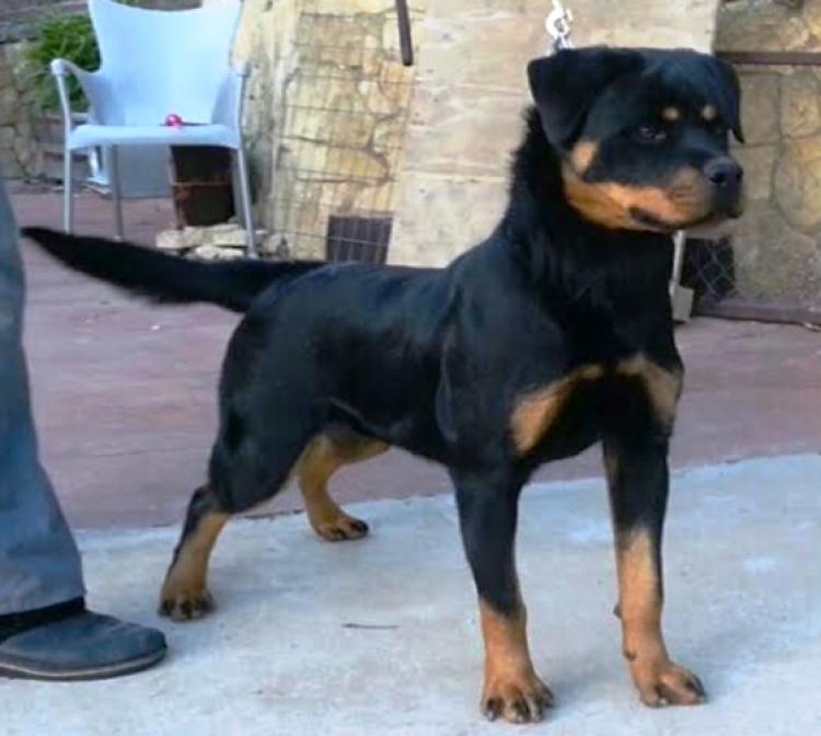 Rottweiler. Quelly De Breogan con 10 meses.