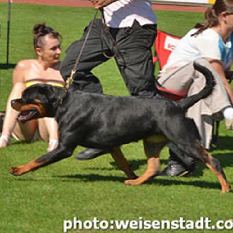 Rottweiler.  Ch. DIXI MIRACLE ROTT.