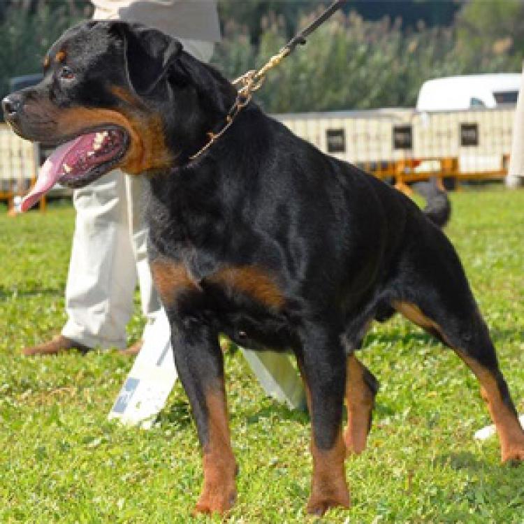 Rottweiler.  Ch. Doc De Breogan.