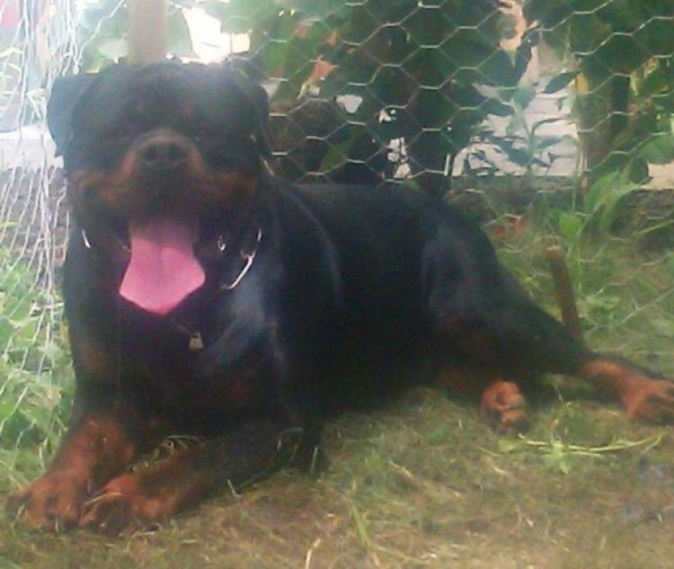 Rottweiler.  Ch. Jerry Lee Van Gorgar.