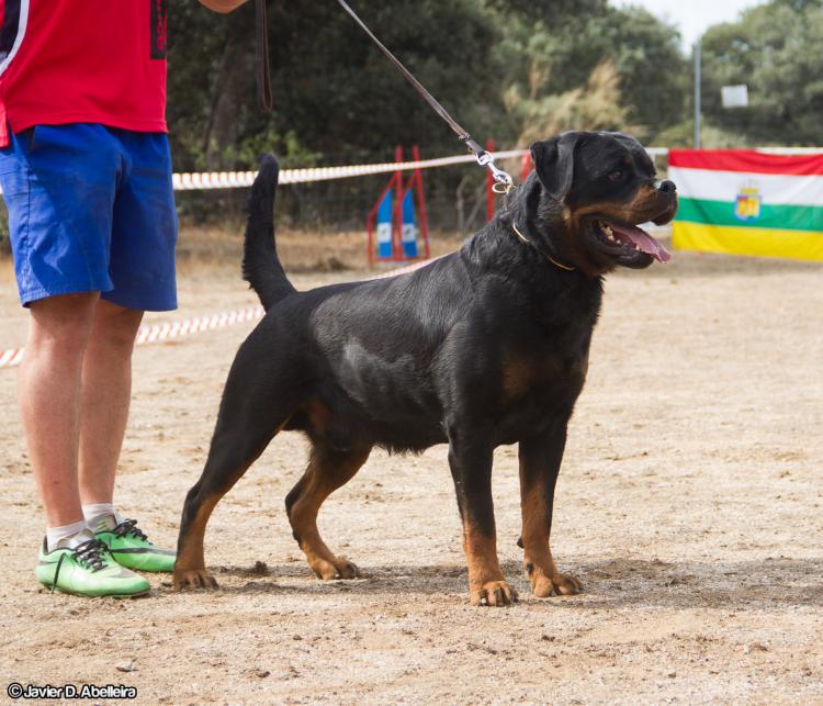 Rottweiler. GERO KING OF THE EAST.