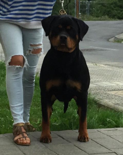 Rottweiler. Yata De Breogan.