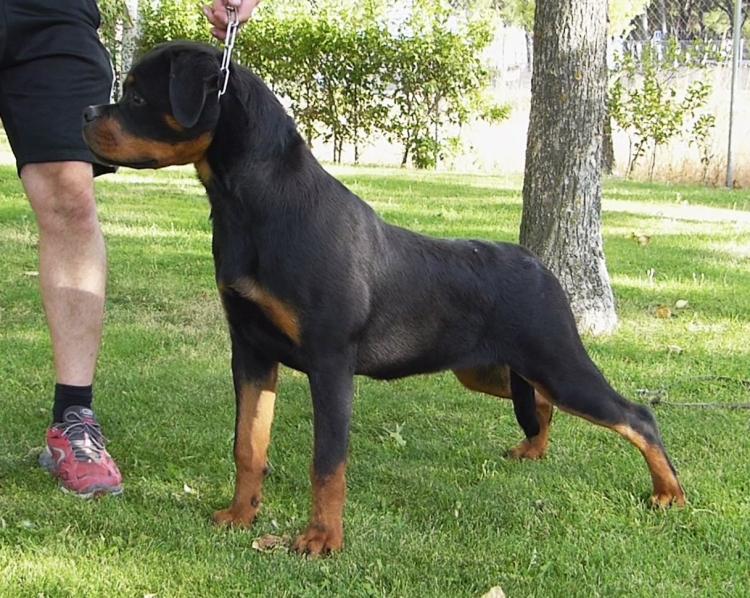 Rottweiler. Lua De Breogan con 8 meses.