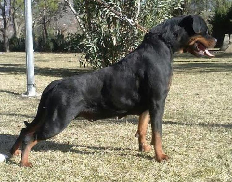 Rottweiler. Teva De Breogan.