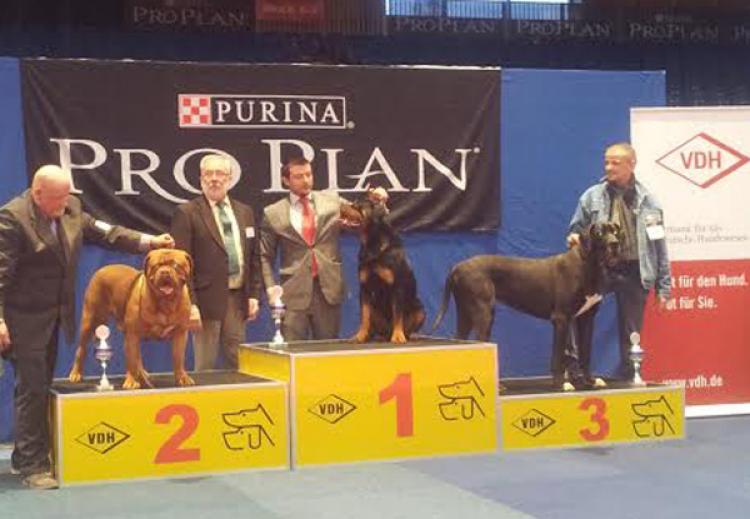 Rottweiler.  Ch. Oki Vom Haus Drazic.