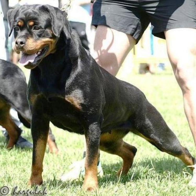 Rottweiler.  Ch. Aurah De Breogan.