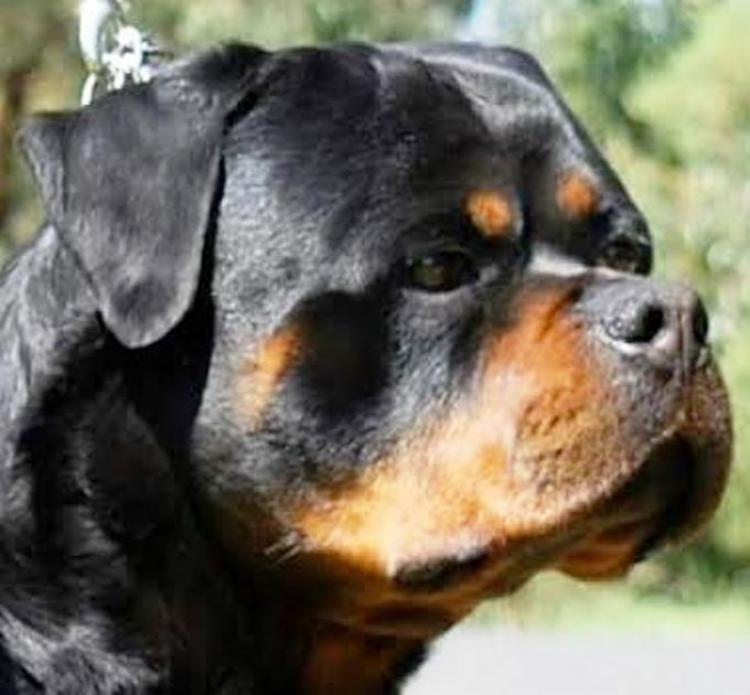 Rottweiler.  Ch. Rolf Darel.