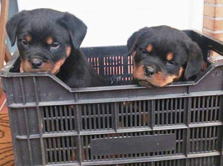 Rottweiler. Fibi y Fox De Breogan.