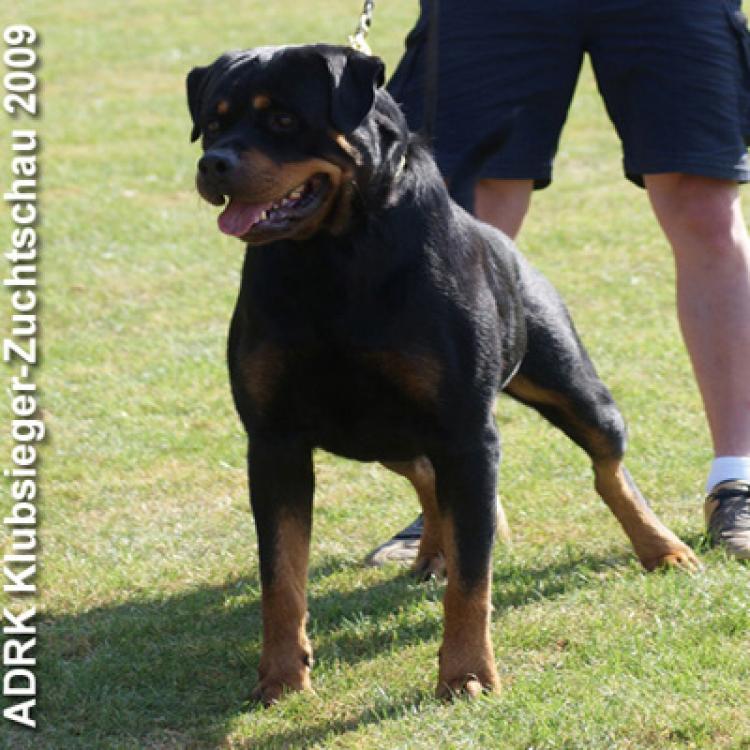 Rottweiler.  Ch. Carlo Von Hause Haase.