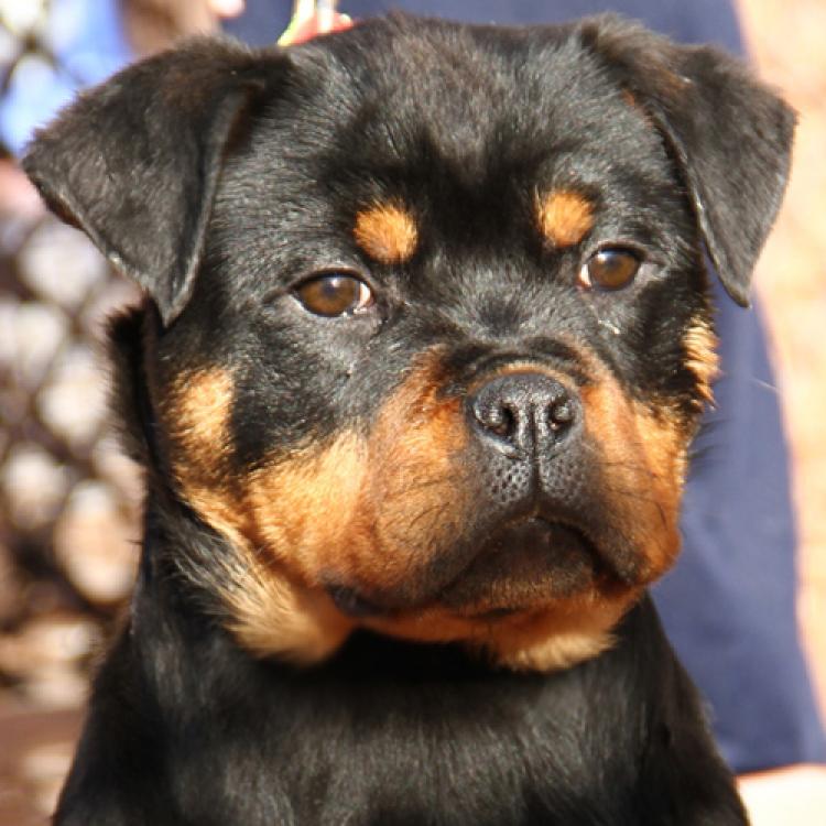 Rottweiler. Delta De Breogan.