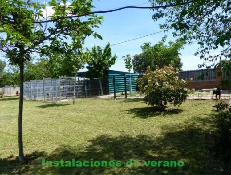 Rottweiler. Rottweiler.