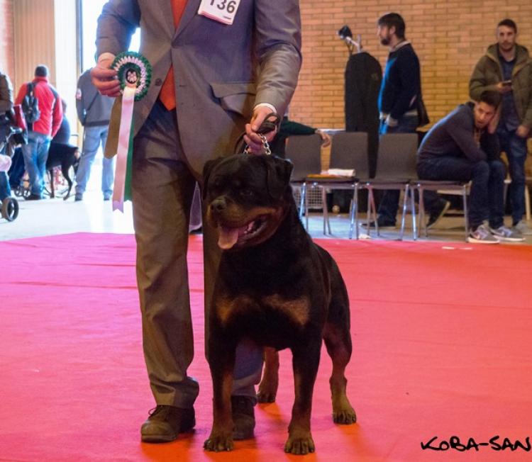 Rottweiler. GERO KING OF THE EAST.