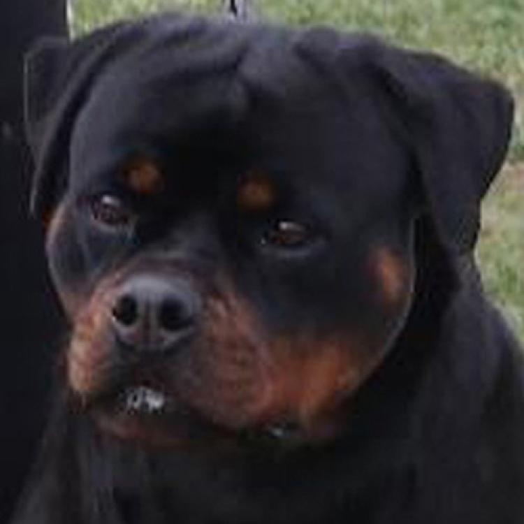 Rottweiler.  Ch. Fanta Of Nicola´s Lion.