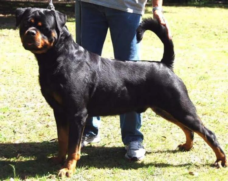 Rottweiler.  Ch. Rolf Darel.