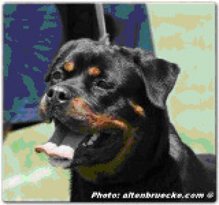 Rottweiler.  Ch. Shana Vom Hause Edelstein.