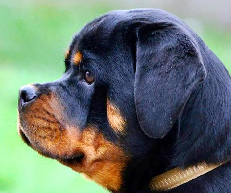 Rottweiler. Dara Von Haus Drazic.