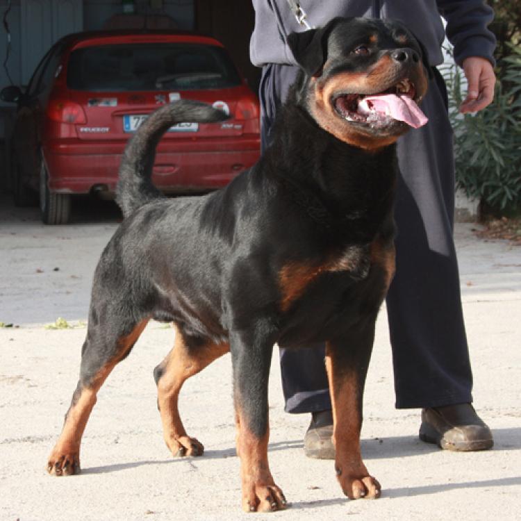 Rottweiler.  Ch. Marko De Breogan.