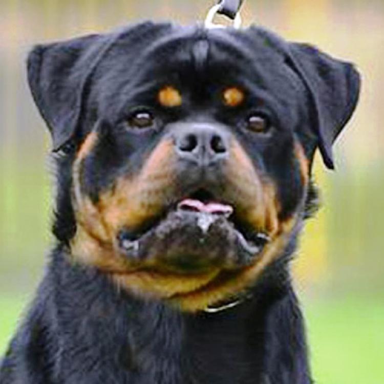 Rottweiler.  Ch. Falco Von Haus Drazic.