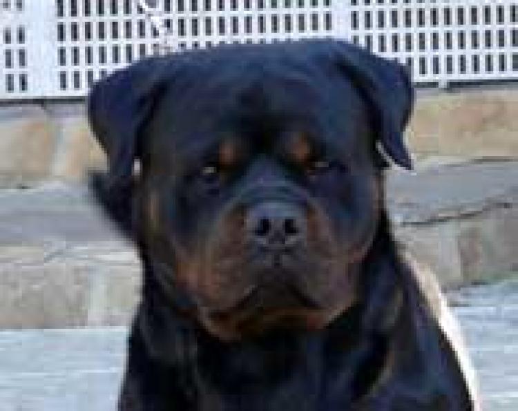Rottweiler.  Ch. Bronx Od Vadanora.