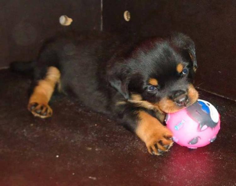 Rottweiler. Camada I.
