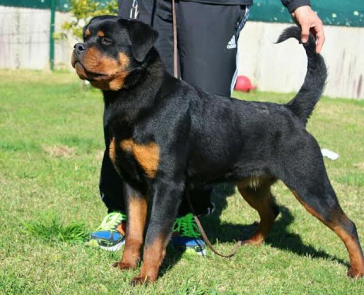 Rottweiler. Onda De Breogan.