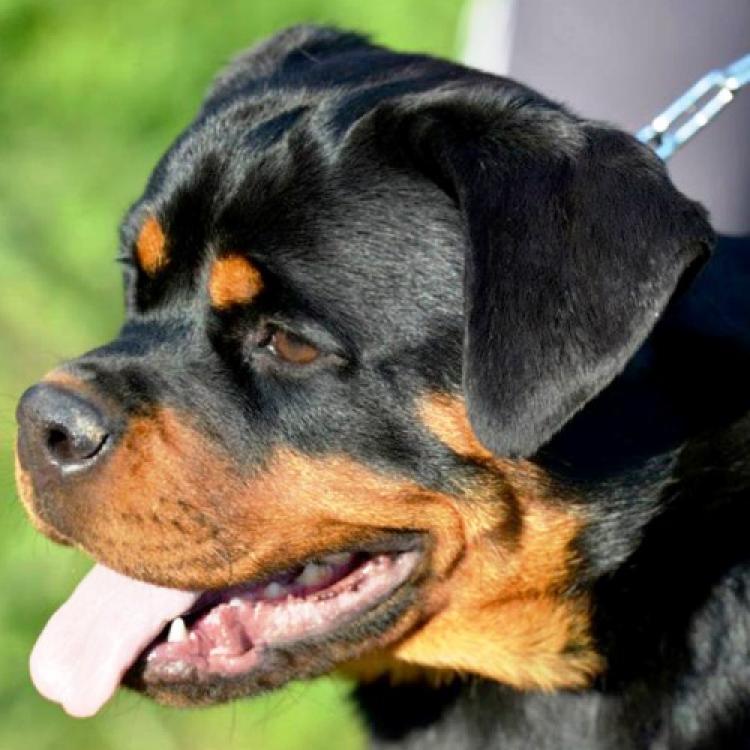 Rottweiler. Maja Von Haus Drazic.
